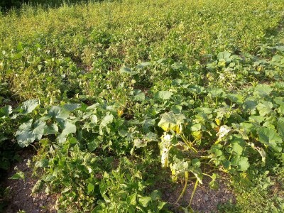 Mještani Dražev Doca sumiraju štete od grada