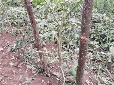 Mještani Dražev Doca sumiraju štete od grada