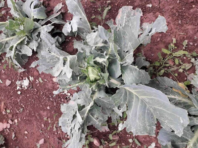 Mještani Dražev Doca sumiraju štete od grada