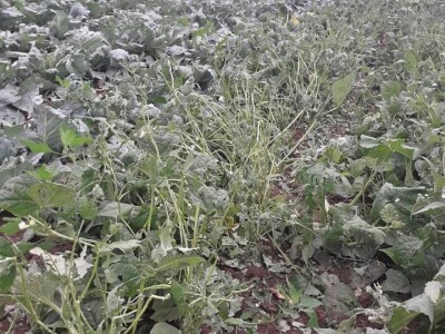 Mještani Dražev Doca sumiraju štete od grada