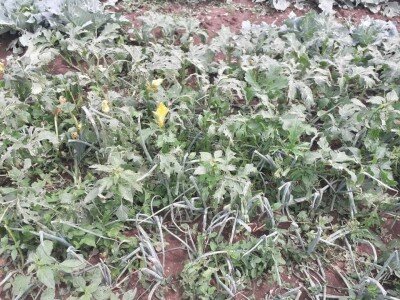 Mještani Dražev Doca sumiraju štete od grada