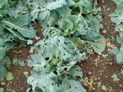 Mještani Dražev Doca sumiraju štete od grada