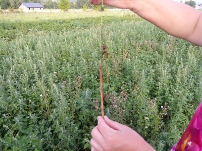 Mještani Dražev Doca sumiraju štete od grada