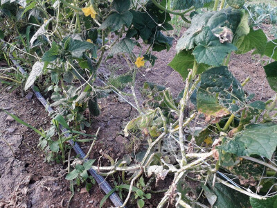 Mještani Dražev Doca sumiraju štete od grada