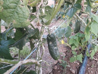 Mještani Dražev Doca sumiraju štete od grada