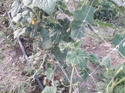 Mještani Dražev Doca sumiraju štete od grada