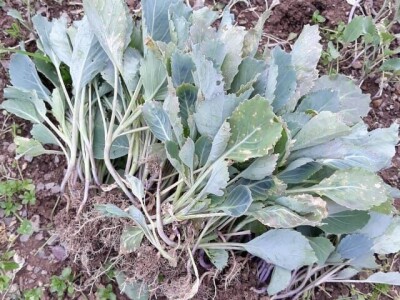 Mještani naselja Dražev Dolac ne odustaju od uzgoja kupusa Mještani naselja Dražev Dolac ne odustaju od uzgoja kupusa