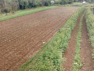 Mještani naselja Dražev Dolac ne odustaju od uzgoja kupusa Mještani naselja Dražev Dolac ne odustaju od uzgoja kupusa