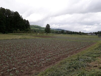 Mještani naselja Dražev Dolac ne odustaju od uzgoja kupusa Mještani naselja Dražev Dolac ne odustaju od uzgoja kupusa