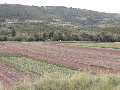 Mještani naselja Dražev Dolac ne odustaju od uzgoja kupusa Mještani naselja Dražev Dolac ne odustaju od uzgoja kupusa