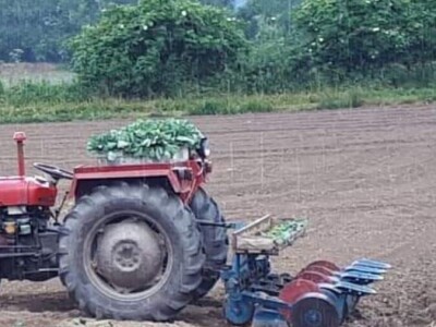 Mještani naselja Dražev Dolac ne odustaju od uzgoja kupusa Mještani naselja Dražev Dolac ne odustaju od uzgoja kupusa