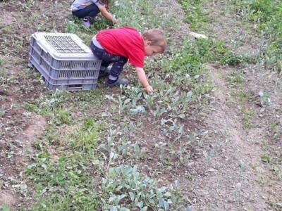 Mještani naselja Dražev Dolac ne odustaju od uzgoja kupusa Mještani naselja Dražev Dolac ne odustaju od uzgoja kupusa