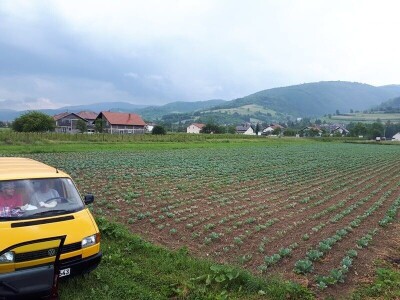 Mještani naselja Dražev Dolac ne odustaju od uzgoja kupusa Mještani naselja Dražev Dolac ne odustaju od uzgoja kupusa