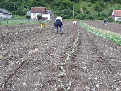 Mještani naselja Dražev Dolac ne odustaju od uzgoja kupusa Mještani naselja Dražev Dolac ne odustaju od uzgoja kupusa