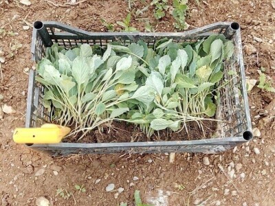 Mještani naselja Dražev Dolac ne odustaju od uzgoja kupusa Mještani naselja Dražev Dolac ne odustaju od uzgoja kupusa