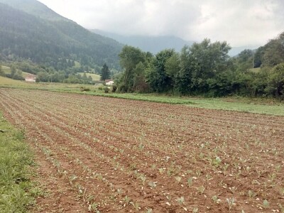 Mještani naselja Dražev Dolac ne odustaju od uzgoja kupusa Mještani naselja Dražev Dolac ne odustaju od uzgoja kupusa
