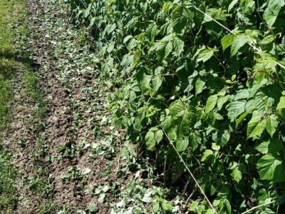 Mještani sela Boljkovac i Dobrošin gledali kako u nekoliko minuta nestaje sav njihov trud