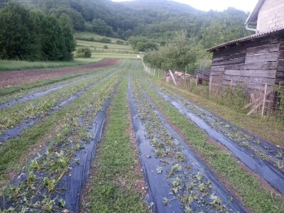 Mještani sela Boljkovac i Dobrošin gledali kako u nekoliko minuta nestaje sav njihov trud