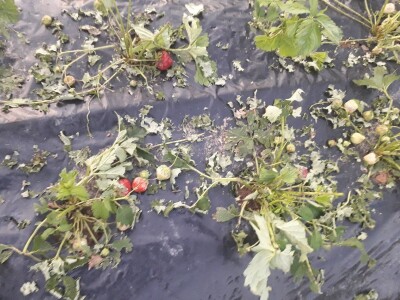 Mještani sela Boljkovac i Dobrošin gledali kako u nekoliko minuta nestaje sav njihov trud