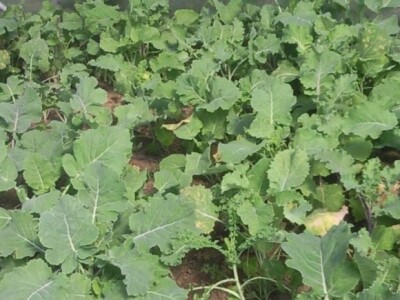 Mlada raštika u dalmatinskom zaobalju