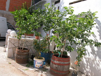 Mlada stabla limuna, mandarina... ispred obiteljske kuće Bogdanovih u Sinju