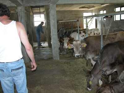 Mlade krave na farmi Mate Poljaka