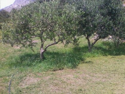 Mladi maslinik u Kliškom polju Mladi maslinik u Kliškom polju