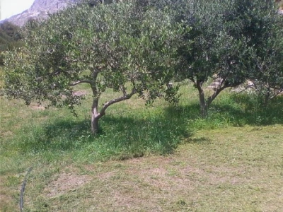 Kliško polje