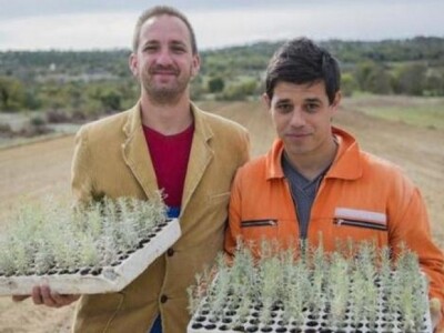 Nove plantaže smilja i destilerije