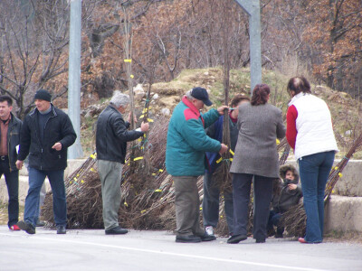 Sadnice autohtonih voćaka na području Općine Lovreć