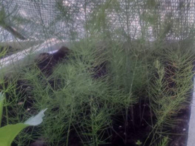 mlade šparoge mlade šparoge