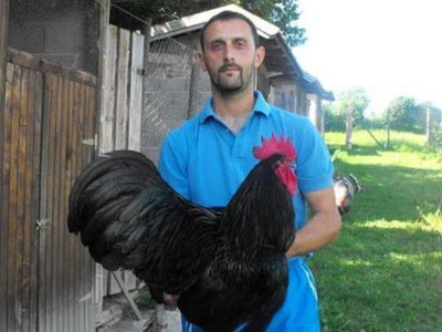 Mladen Goronjić