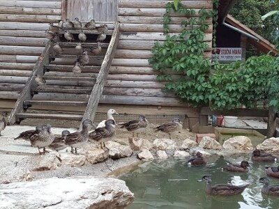 Jezerce za patke i labudove