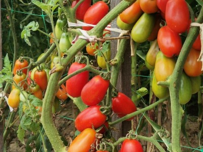 Mladen Katić o plamenjači