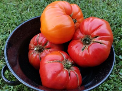 Mladen Katić o plamenjači