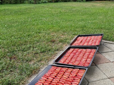 Mladen Katić o plamenjači