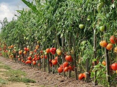 Mladen Katić o plamenjači