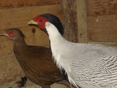 Drži vrste koka marans i araukana