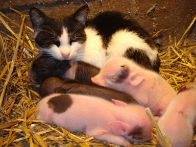 Svi žive zajedno u harmoniji