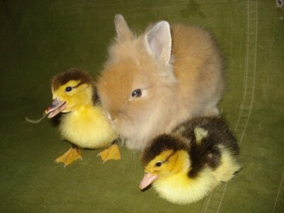 Ljubav ne poznaje vrstu