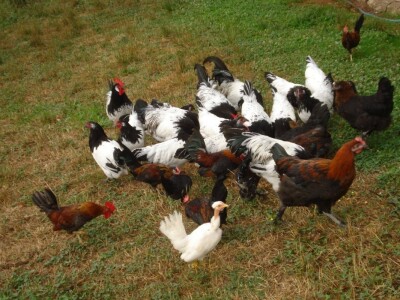 Kokoši uživaju u dvorištu