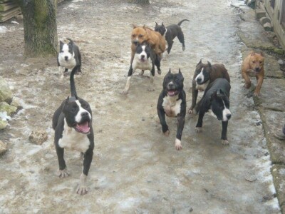 Stafordi su mu posebna ljubav