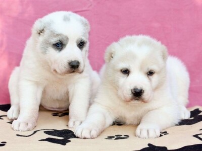 Dečko iz &quot;DJOMLA`S AMSTAFF&quot;