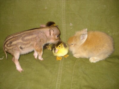 Ljubav ne poznaje granice