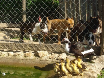 Imanje bogato životinjama