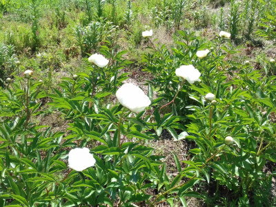 Mladenci na vjenčanju sve više traže božure
