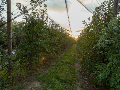 Mladenović iz Dubone prave prirodne sokove