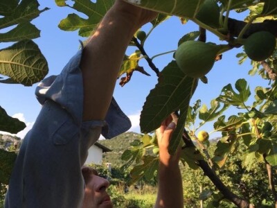 Mladi agronom planira inovativan projekt koji spaja eko proizvodnju i turizam