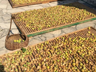 Mladi agronom planira inovativan projekt koji spaja eko proizvodnju i turizam