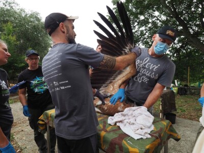 Mladi bjeloglavi supovi ponovno prelijeću Kvarnerske otoke